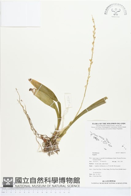 登錄號:BS03173藏品圖，第1張