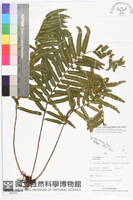 登錄號:BP02473藏品圖，第1張