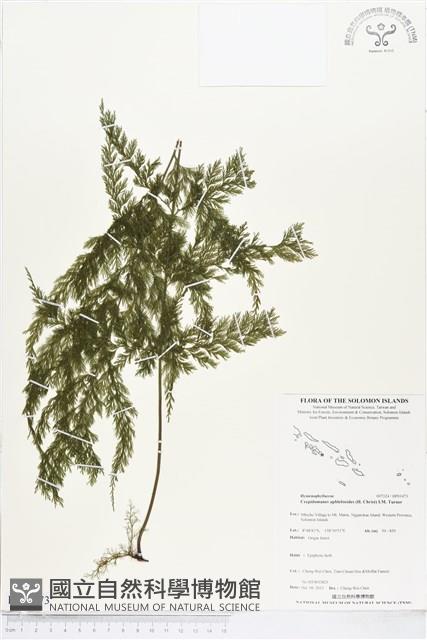 登錄號:BP01473藏品圖，第1張