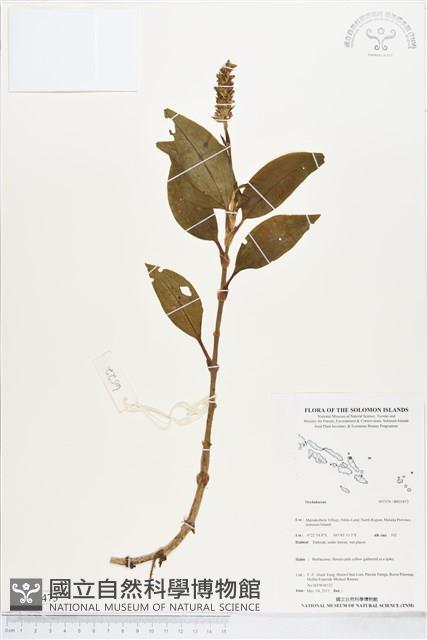 登錄號:BS05473藏品圖，第1張