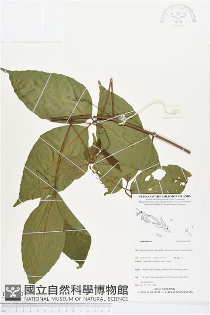 登錄號:BS04473藏品圖，第1張