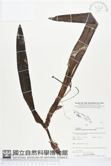 登錄號:BS03473藏品圖，第1張