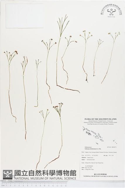 分枝莎草蕨藏品圖，第1張