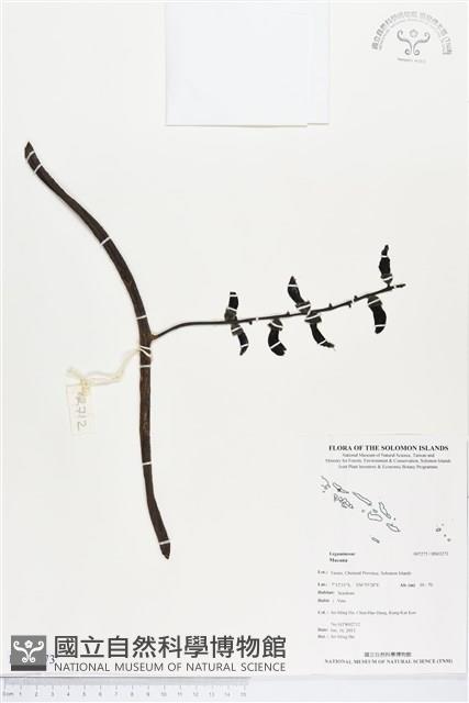 登錄號:BS03273藏品圖，第1張