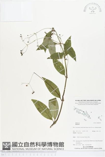 登錄號:BS04773藏品圖，第1張