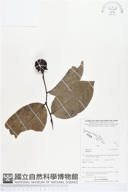 登錄號:BS03773藏品圖，第1張