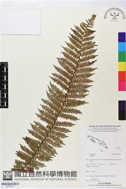 登錄號:BP02573藏品圖，第1張