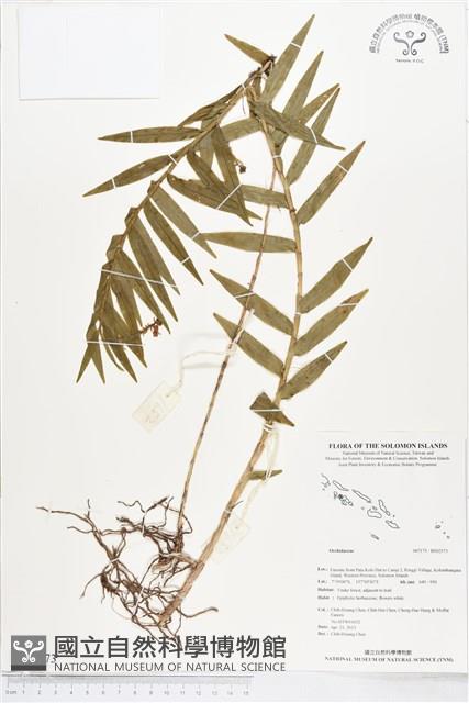 登錄號:BS02573藏品圖，第1張