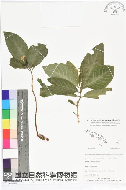 登錄號:BS05573藏品圖，第1張