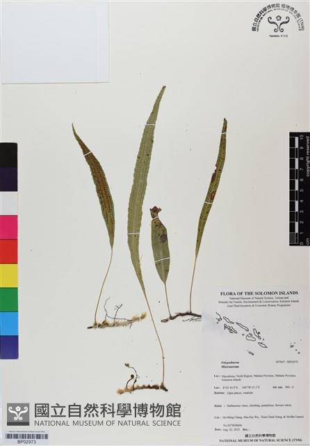 登錄號:BP02973藏品圖，第1張