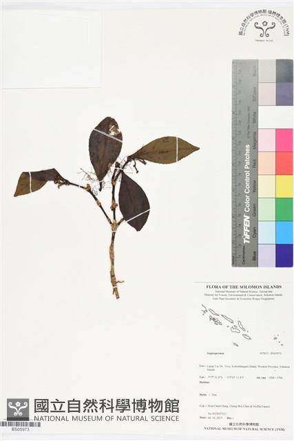 登錄號:BS05973藏品圖，第1張