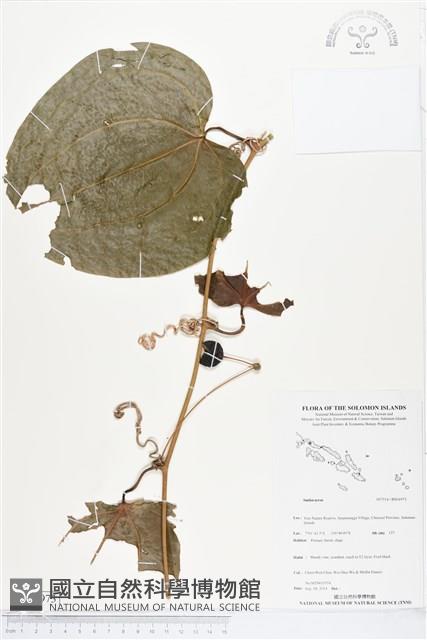 登錄號:BS04973藏品圖，第1張