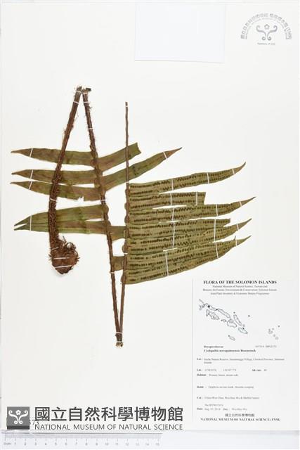登錄號:BP02373藏品圖，第1張