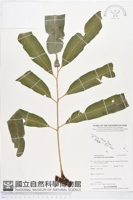 登錄號:BP01373藏品圖，第1張