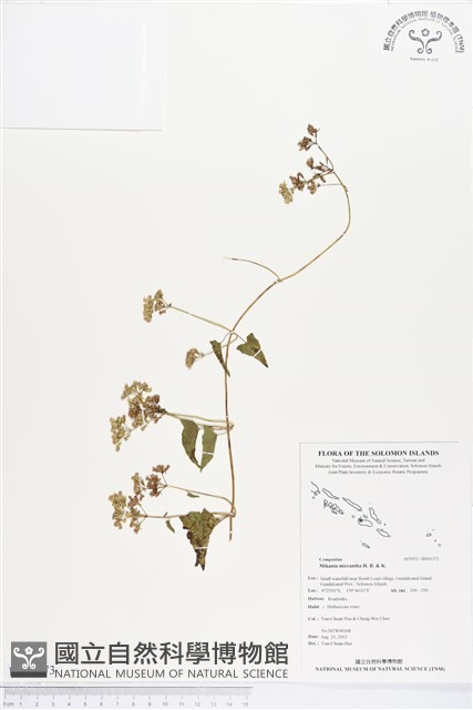 小花蔓澤蘭藏品圖，第1張