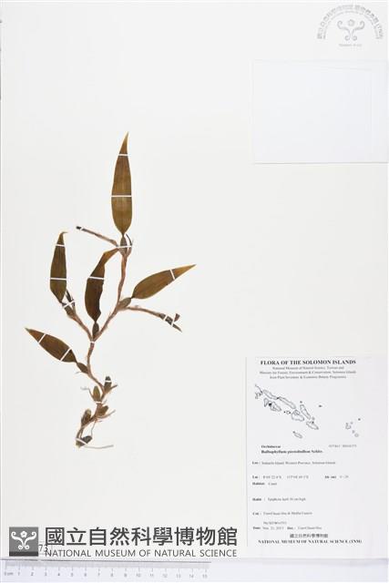 登錄號:BS04373藏品圖，第1張