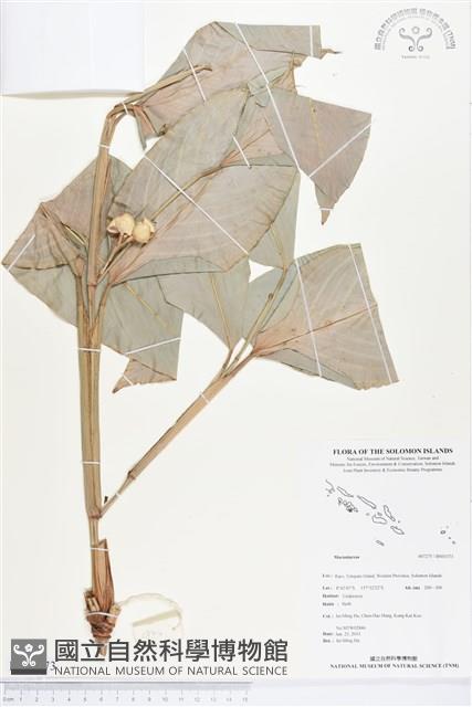 登錄號:BS03373藏品圖，第1張