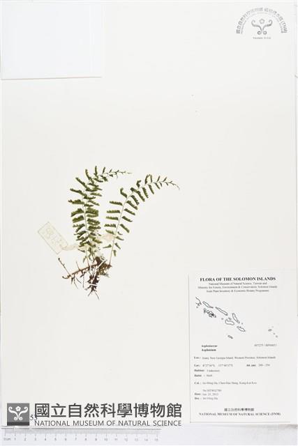 登錄號:BP00853藏品圖，第1張