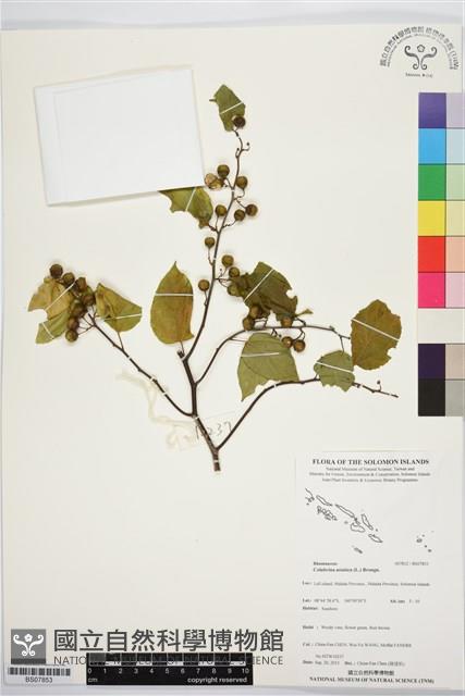 亞洲濱棗藏品圖，第1張