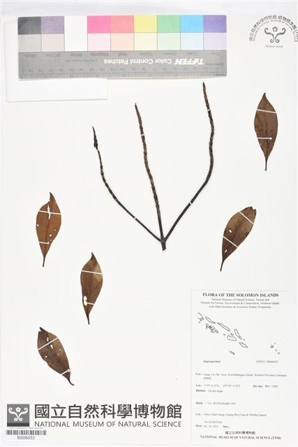 登錄號:BS06053藏品圖，第1張