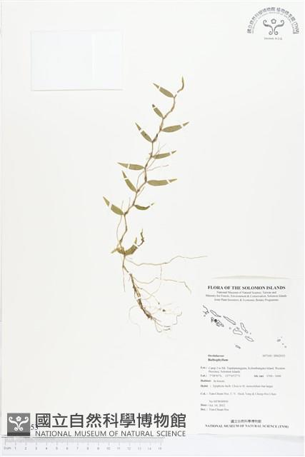 登錄號:BS02053藏品圖，第1張