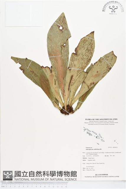 水芋葉車前、美葉車前蕨藏品圖，第1張