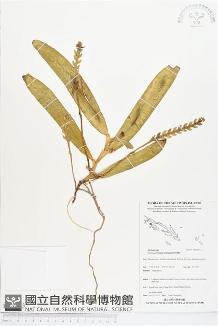 登錄號:BS04053藏品圖，第1張