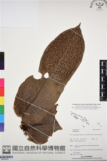 登錄號:BP03053藏品圖，第1張