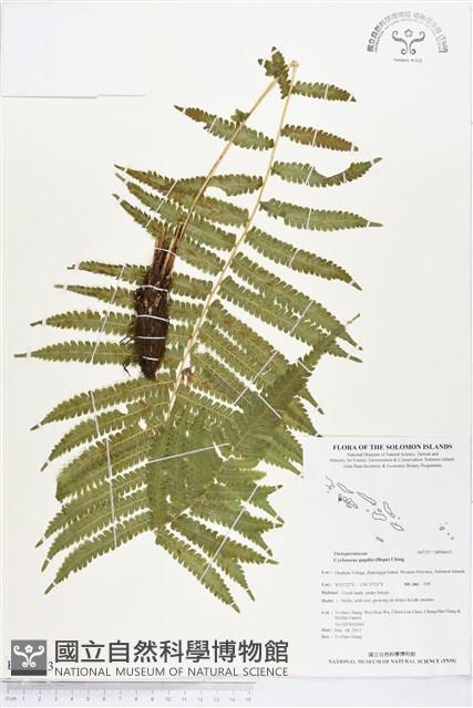 薄葉梳毛蕨、縮羽小毛蕨藏品圖，第1張