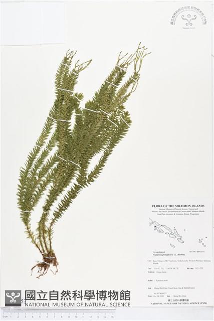 垂枝石松、垂枝馬尾杉藏品圖，第1張