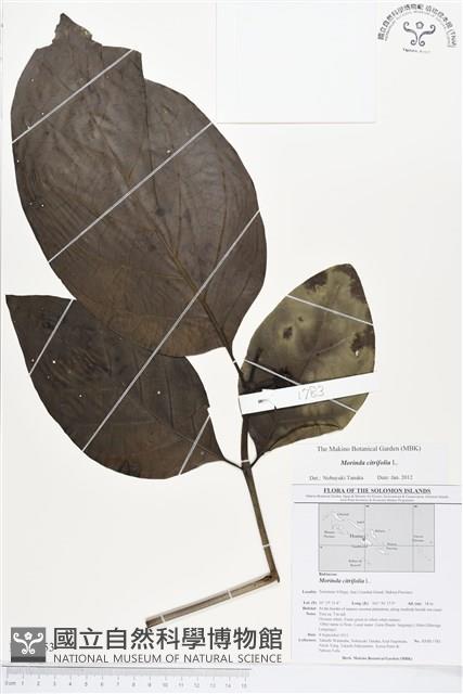 檄樹、諾麗果藏品圖，第1張