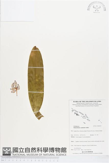 登錄號:BS03653藏品圖，第1張