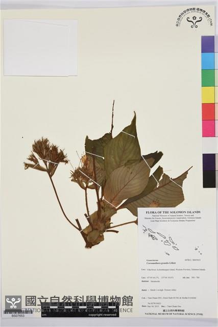 登錄號:BS07653藏品圖，第1張