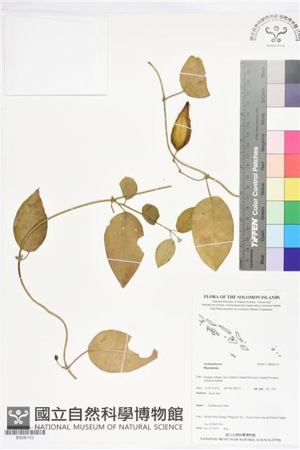 登錄號:BS06153藏品圖，第1張