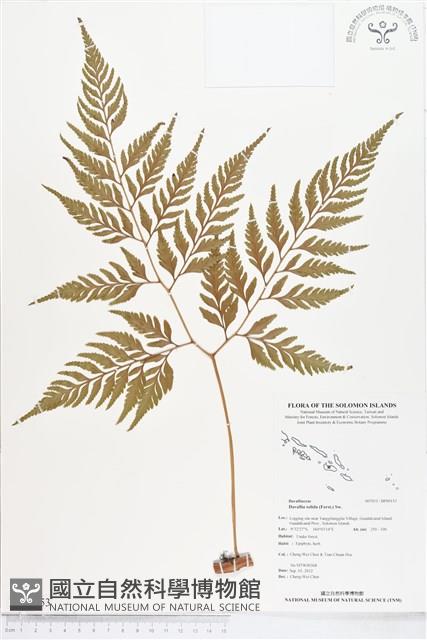 闊葉骨碎補藏品圖，第1張