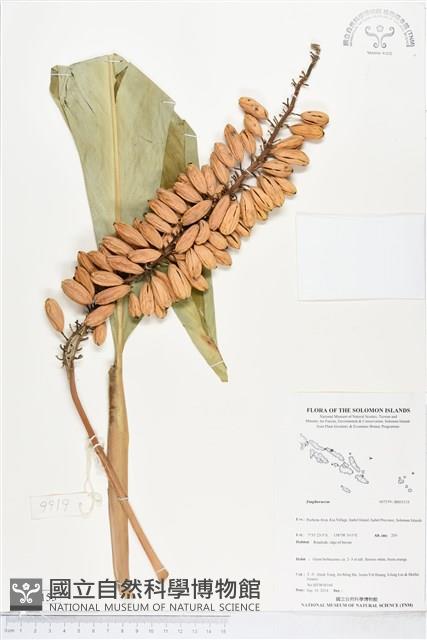 登錄號:BS05153藏品圖，第1張