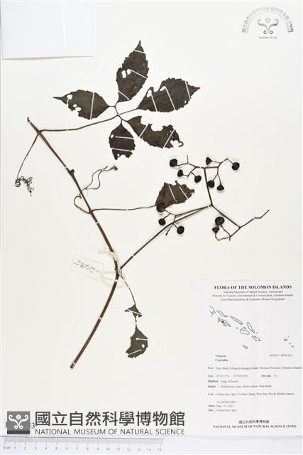 登錄號:BS03153藏品圖，第1張