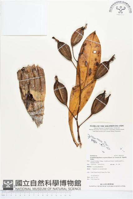 登錄號:BS01453藏品圖，第1張