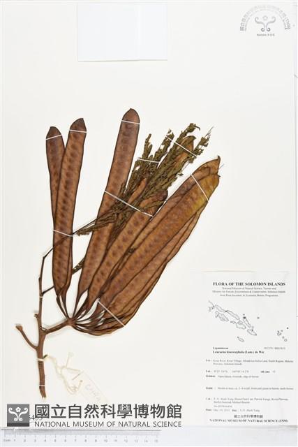 銀合歡藏品圖，第1張