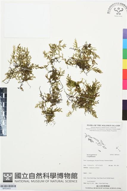 登錄號:BP03453藏品圖，第1張