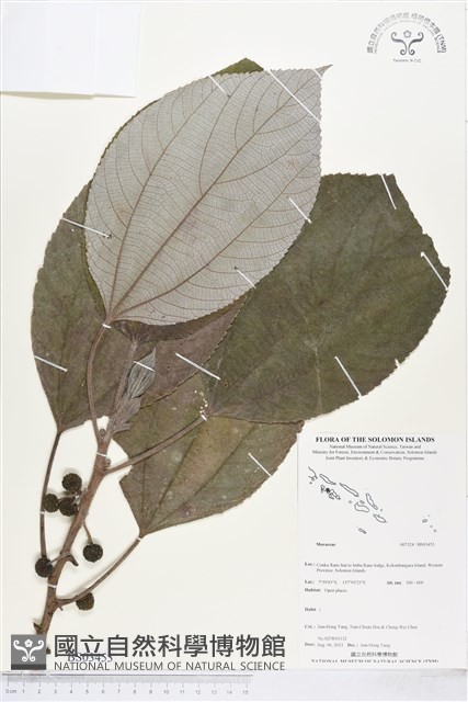 登錄號:BS03453藏品圖，第1張
