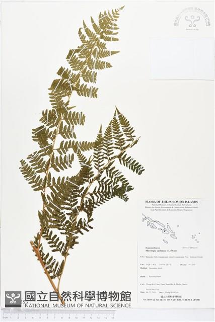 熱帶鱗蓋蕨藏品圖，第1張