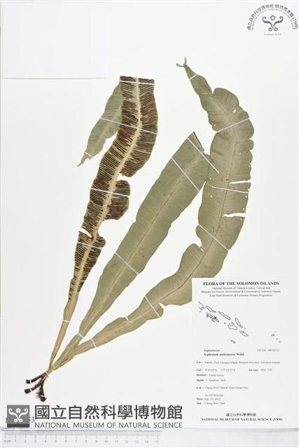 登錄號:BP00253藏品圖，第1張