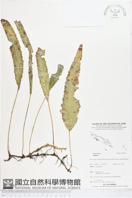 登錄號:BP01253藏品圖，第1張