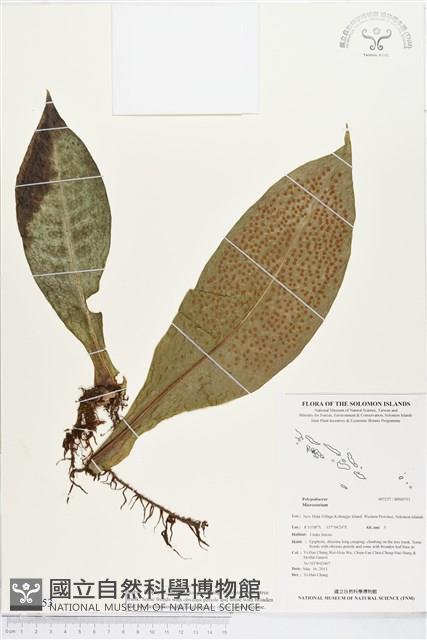 登錄號:BP00753藏品圖，第1張