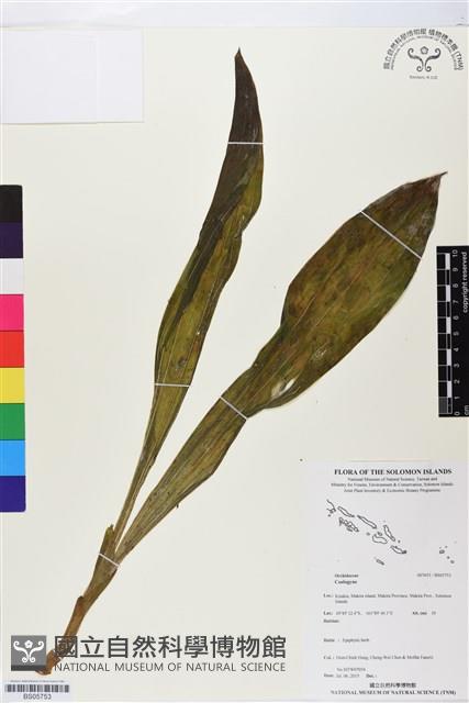 登錄號:BS05753藏品圖，第1張
