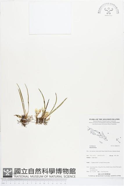 登錄號:BS04753藏品圖，第1張