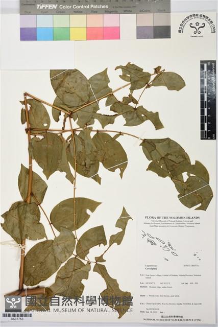 登錄號:BS07753藏品圖，第1張