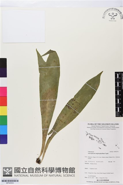 登錄號:BP02553藏品圖，第1張