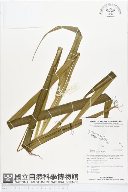 桔梗蘭藏品圖，第1張